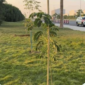 التشجير في المملكة الخضراء